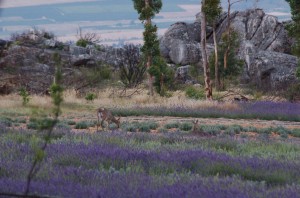 Lavender and Wildfire